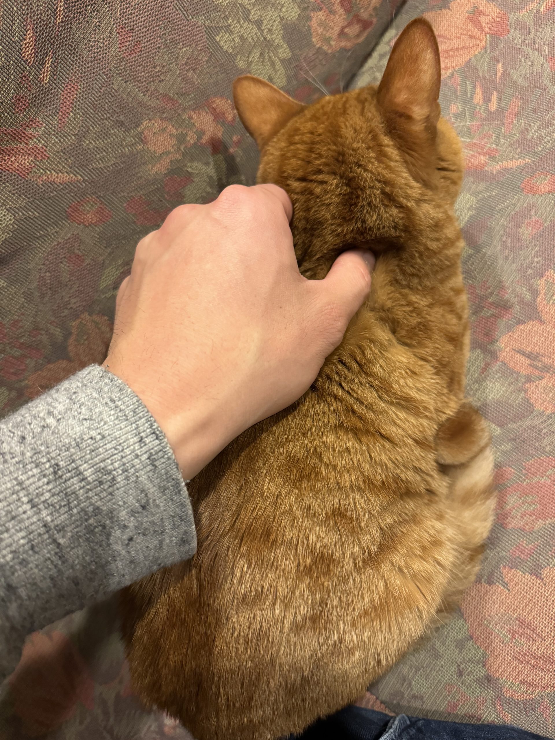 茶トラのメス（女の子）猫、おから