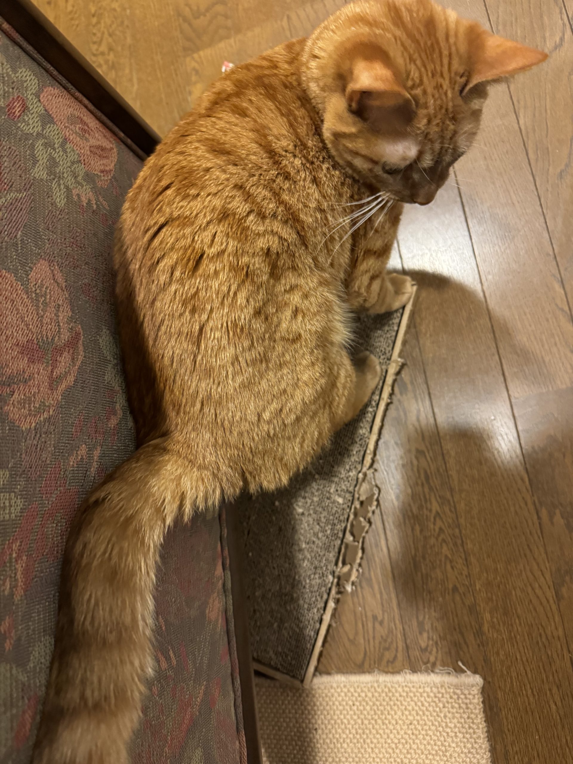 茶トラのメス（女の子）猫、おから