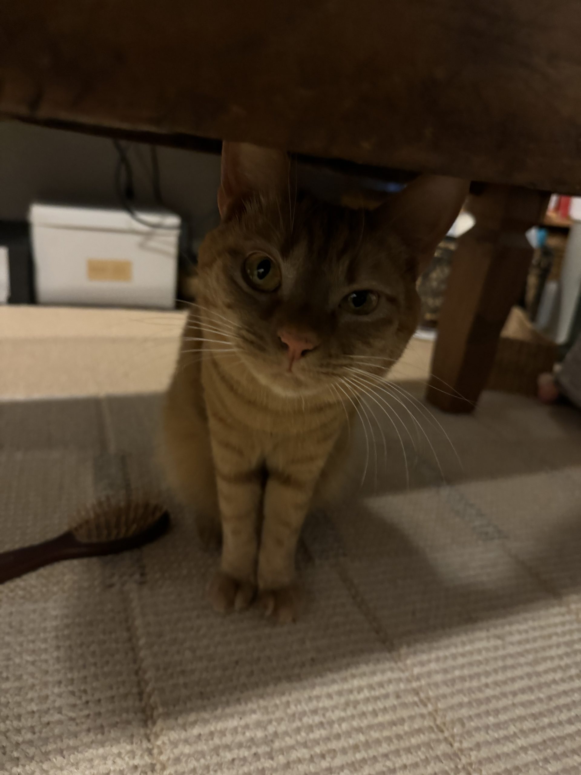 茶トラのメス（女の子）猫、おから