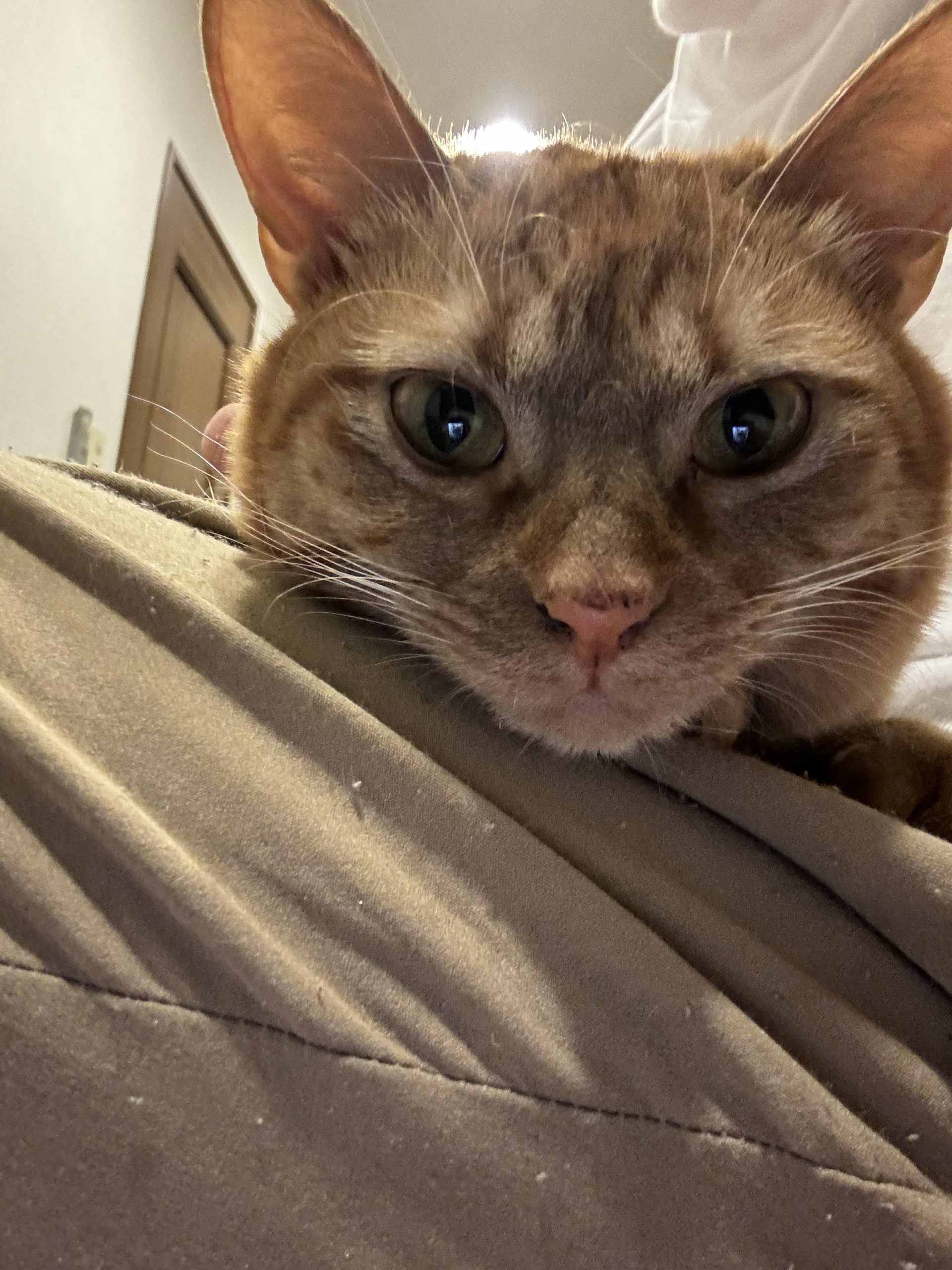 茶トラのメス（女の子）猫、おから