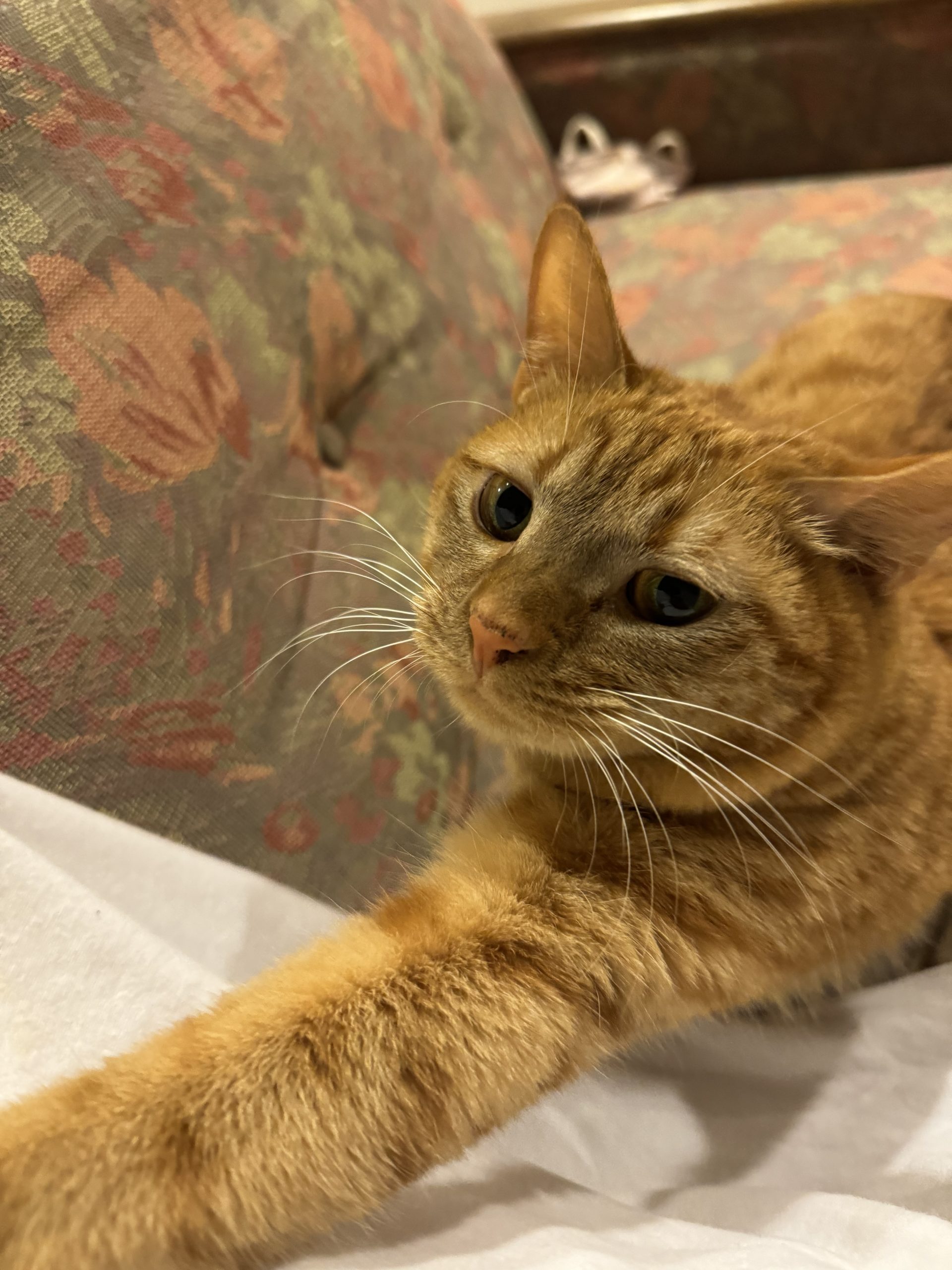 茶トラのメス（女の子）猫、おから