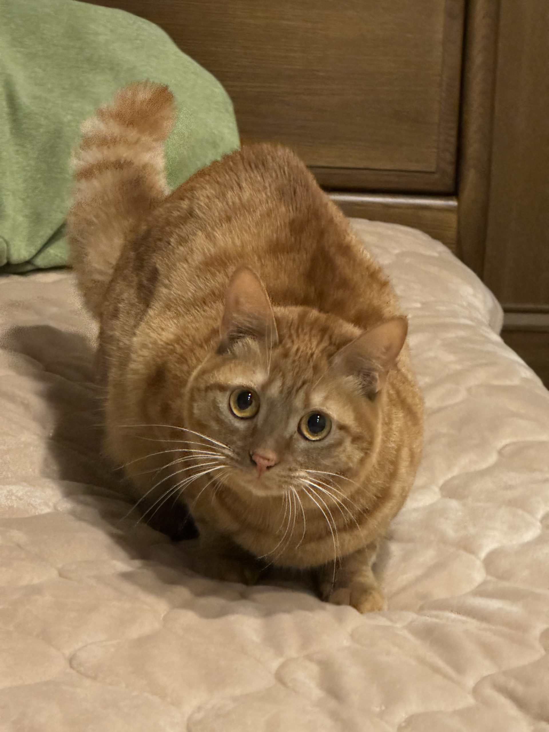 茶トラのメス（女の子）猫、おから