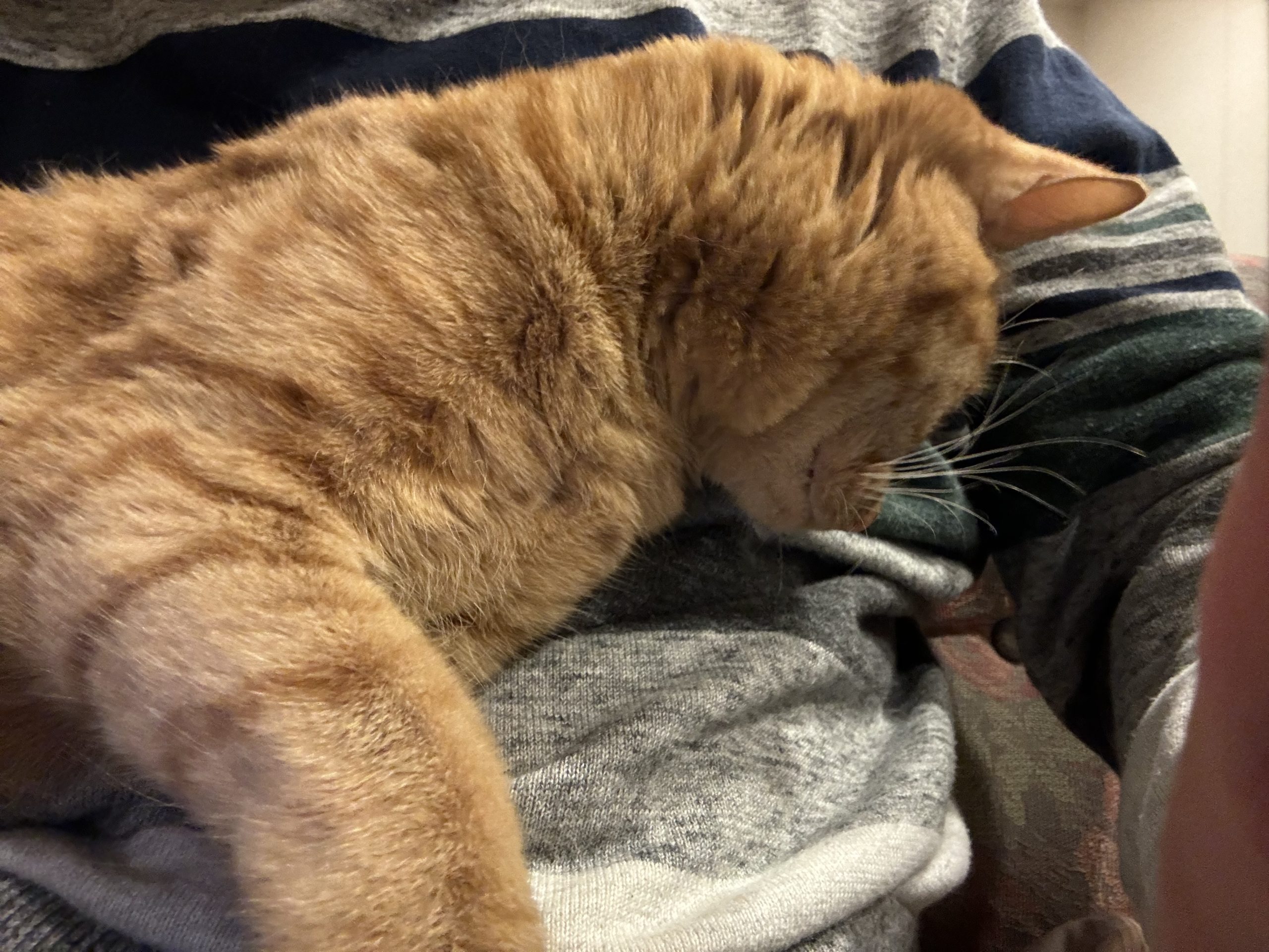 茶トラのメス（女の子）猫、おから