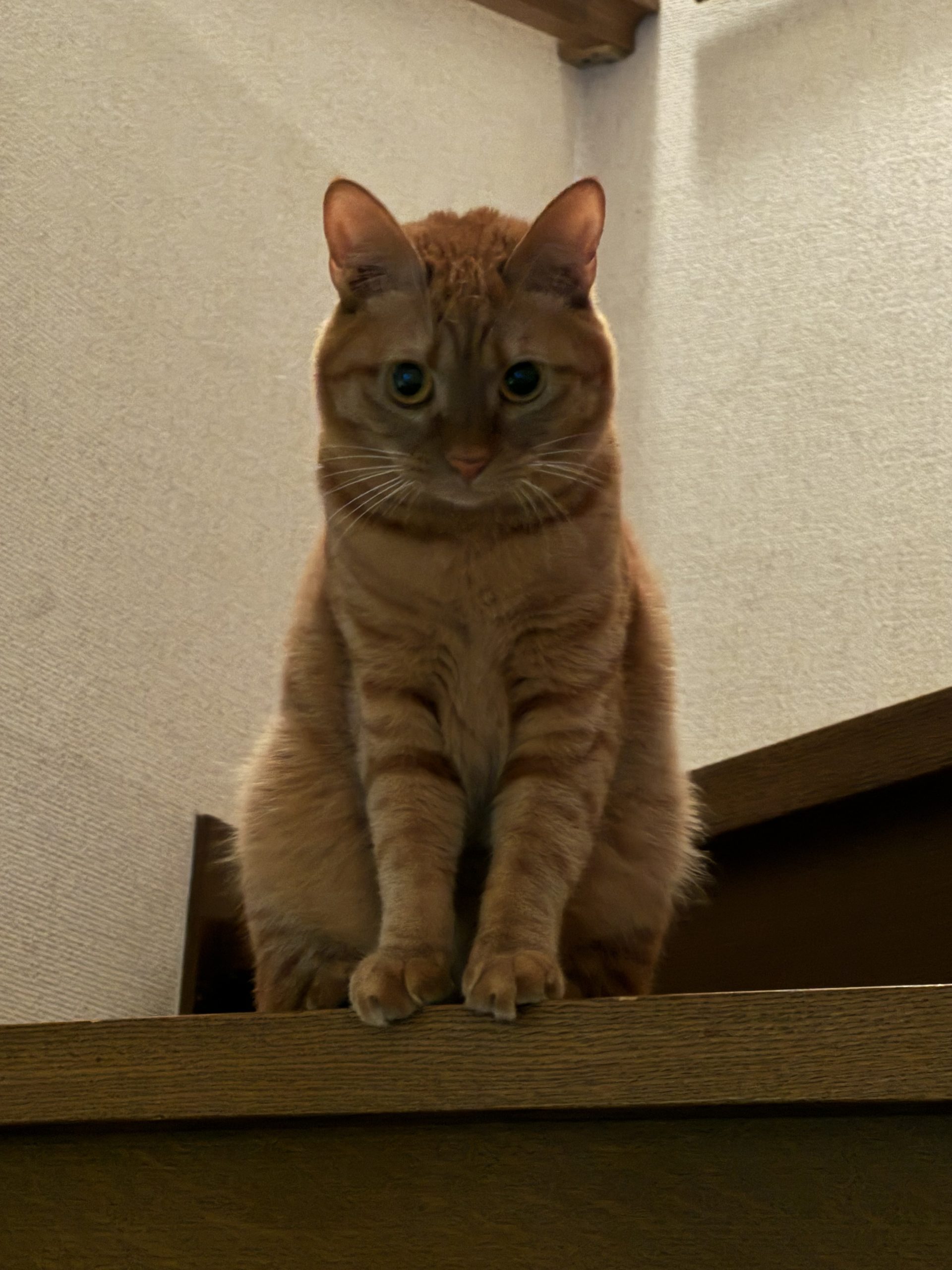 茶トラのメス（女の子）猫、おから