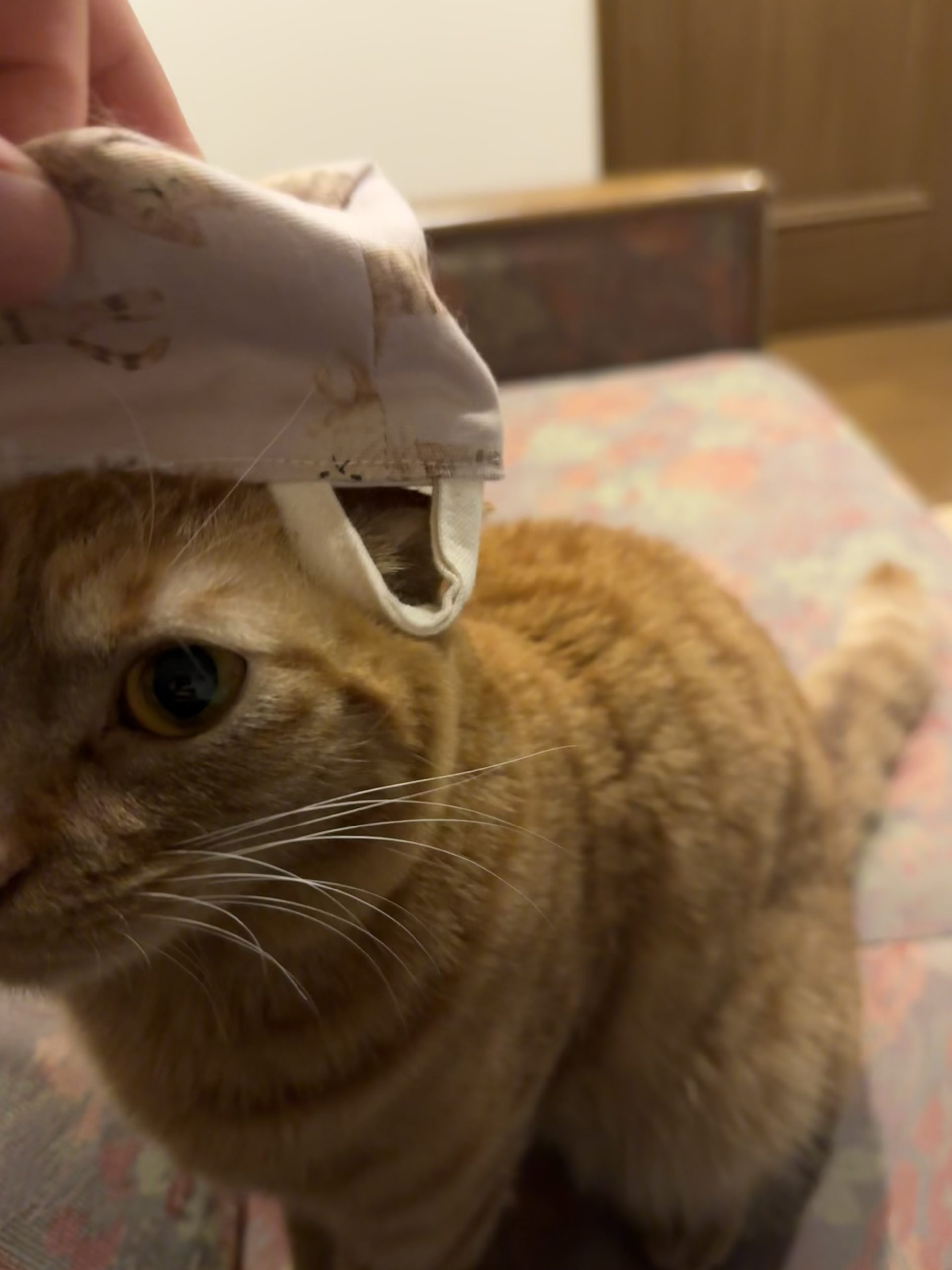 茶トラのメス（女の子）猫、おから