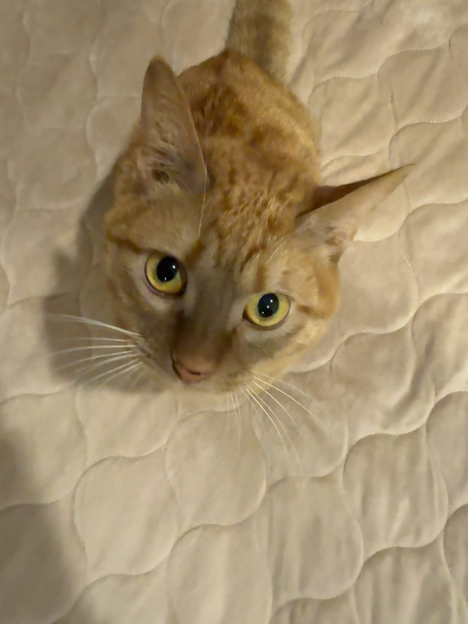 茶トラのメス（女の子）猫、おから