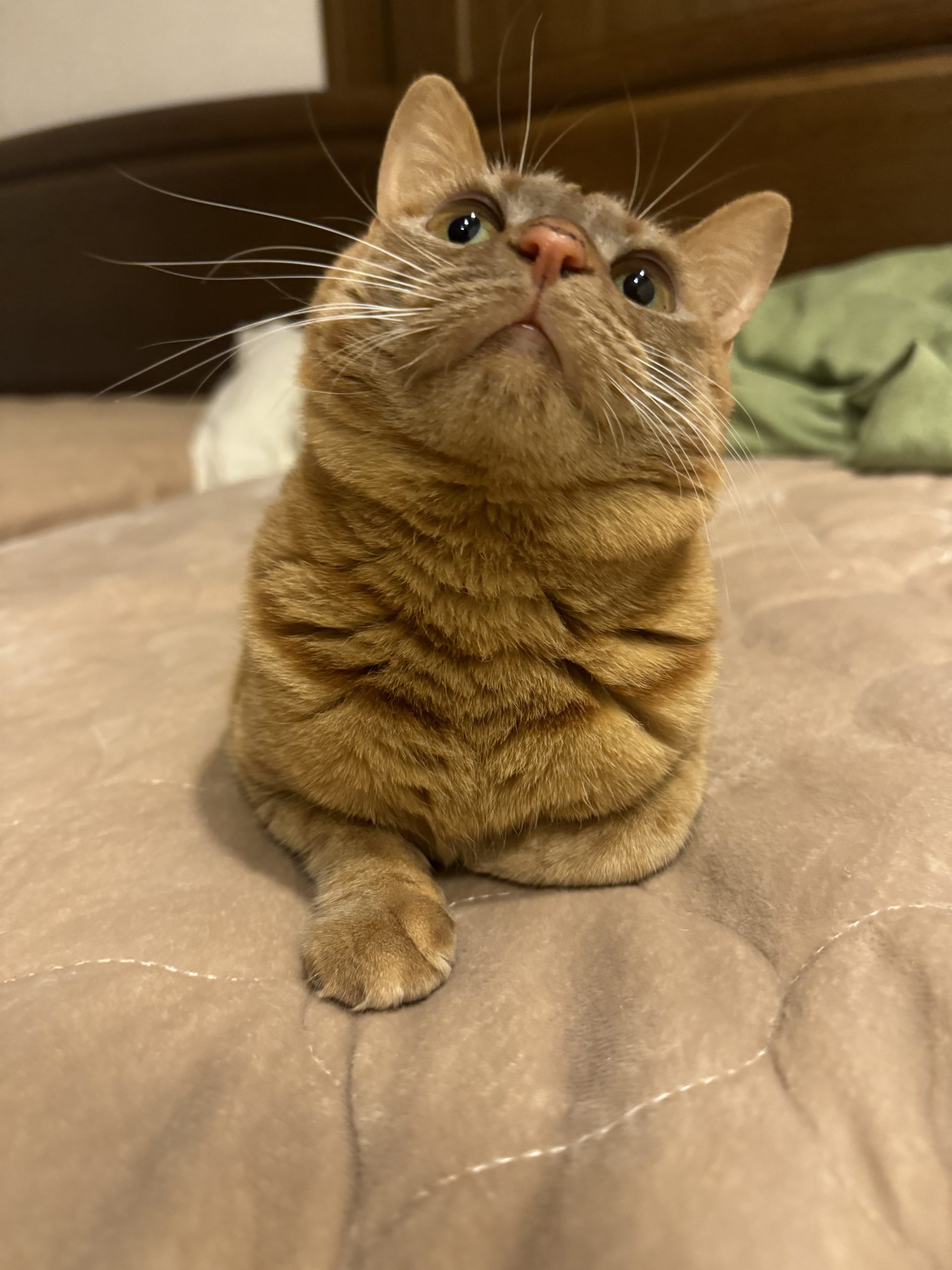 茶トラのメス（女の子）猫、おから