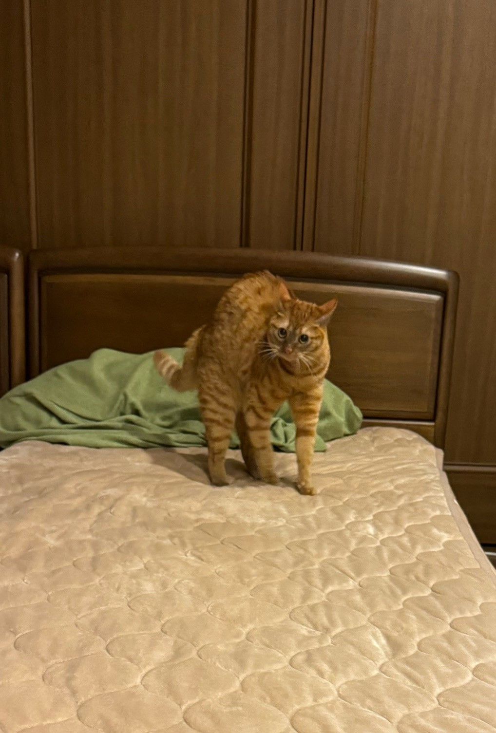 茶トラのメス（女の子）猫、おから