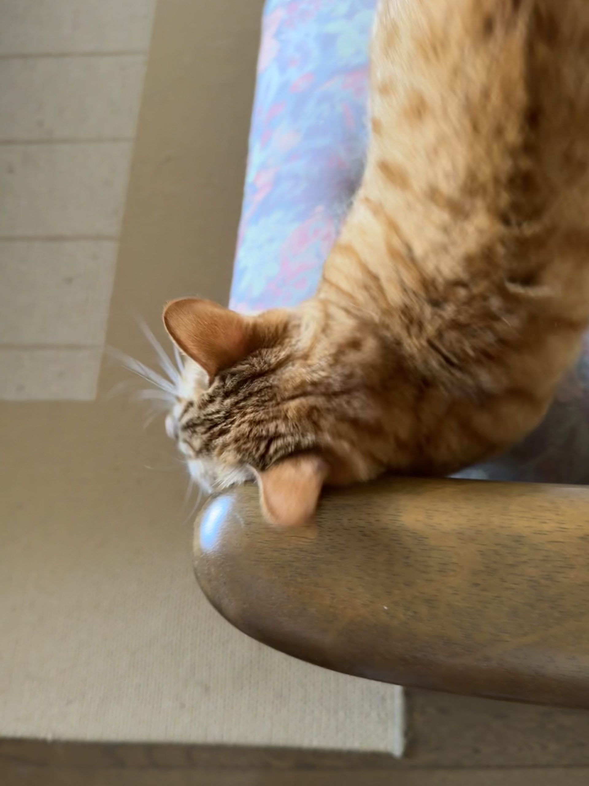 茶トラのメス（女の子）猫、おから