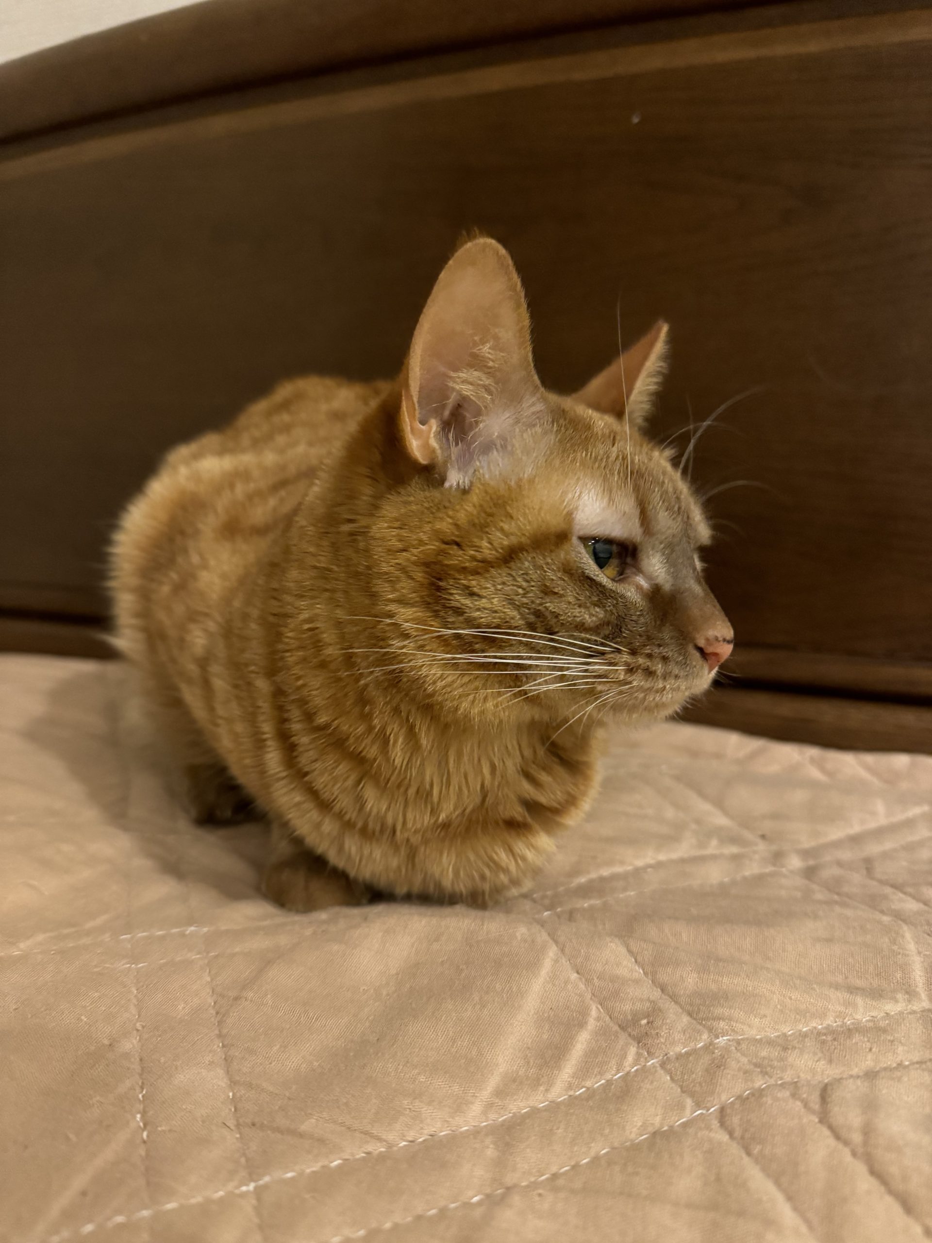 茶トラのメス（女の子）猫、おから