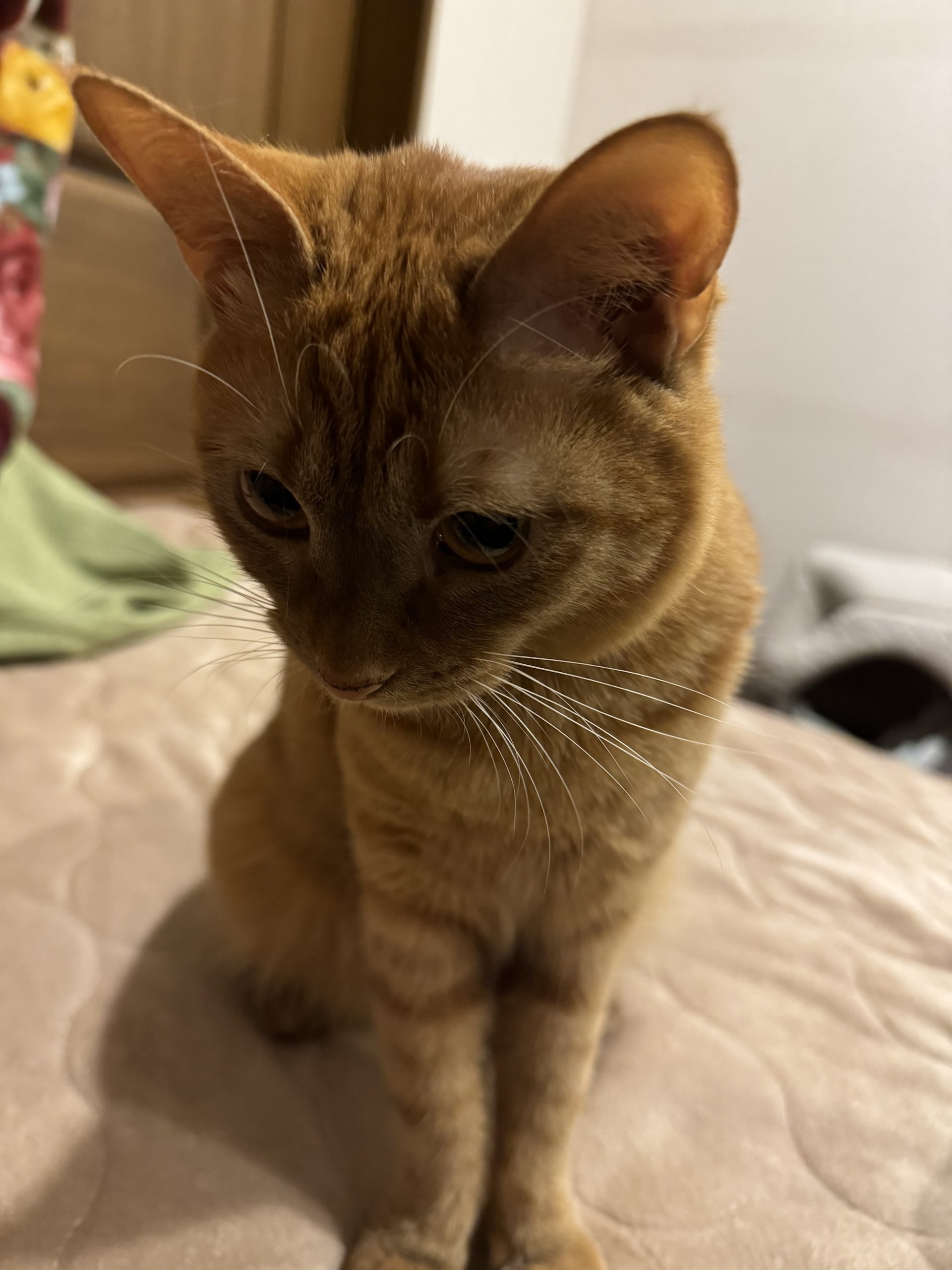 茶トラのメス（女の子）猫、おから