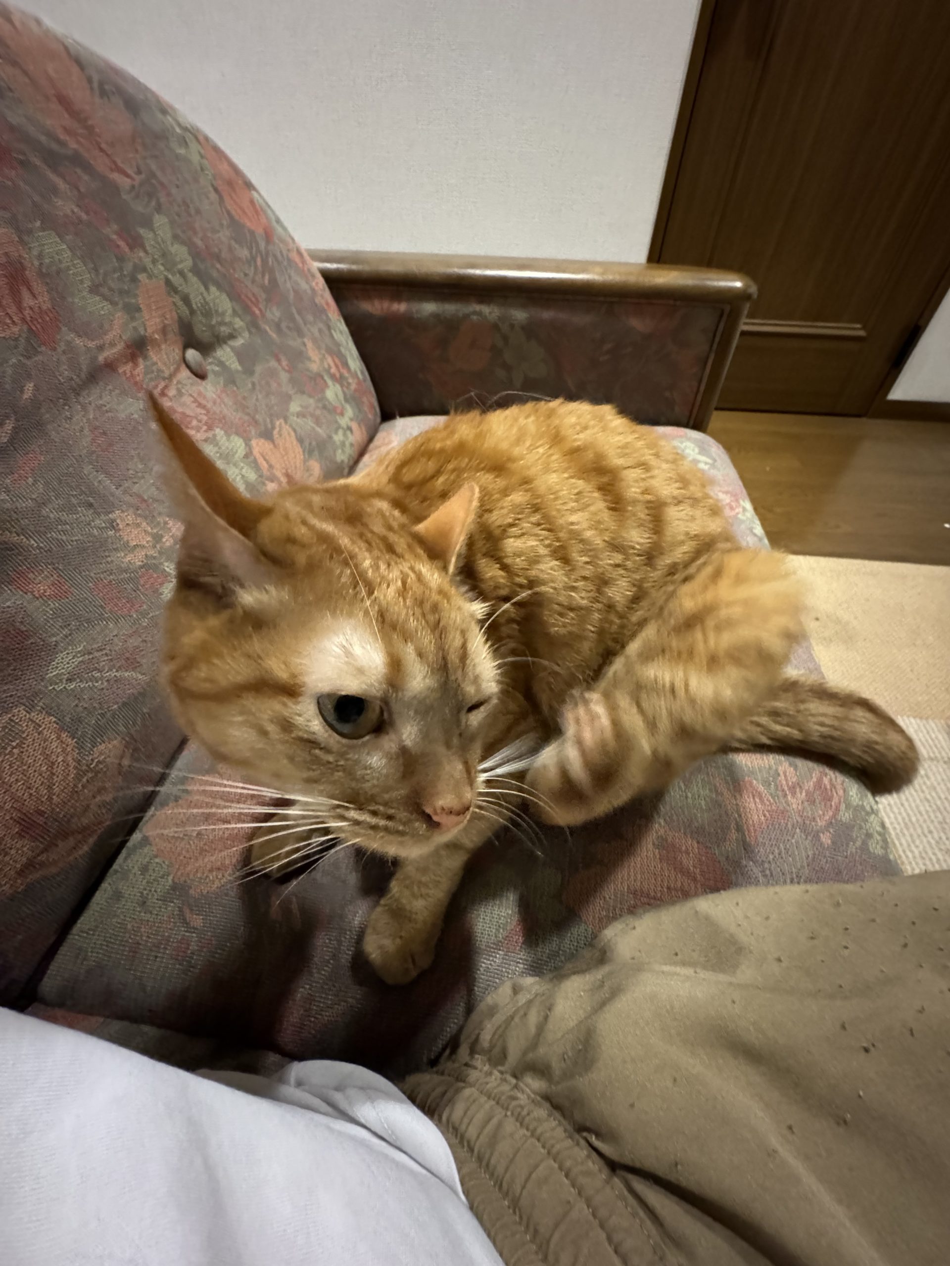 茶トラのメス（女の子）猫、おから