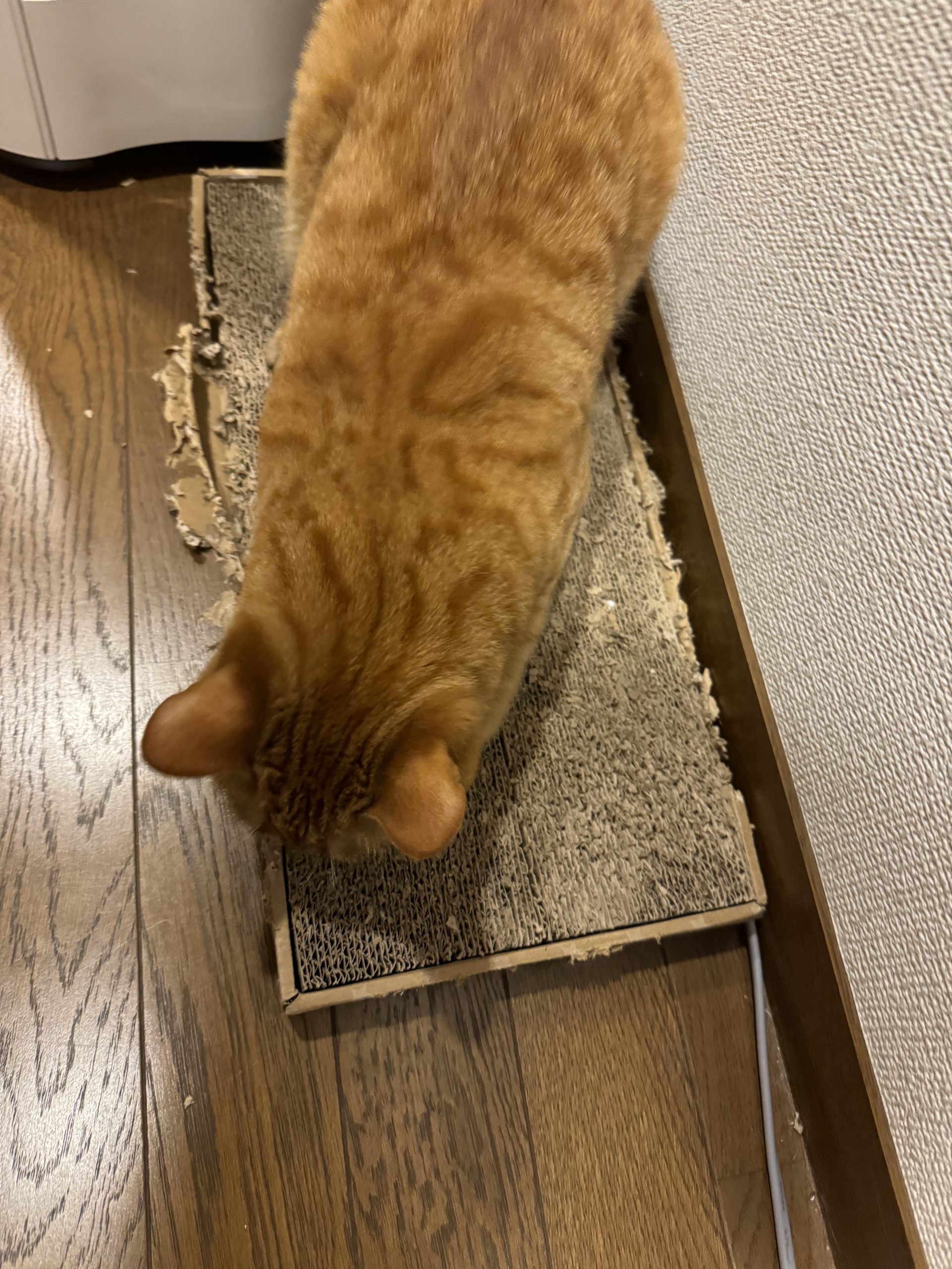 茶トラのメス（女の子）猫、おから