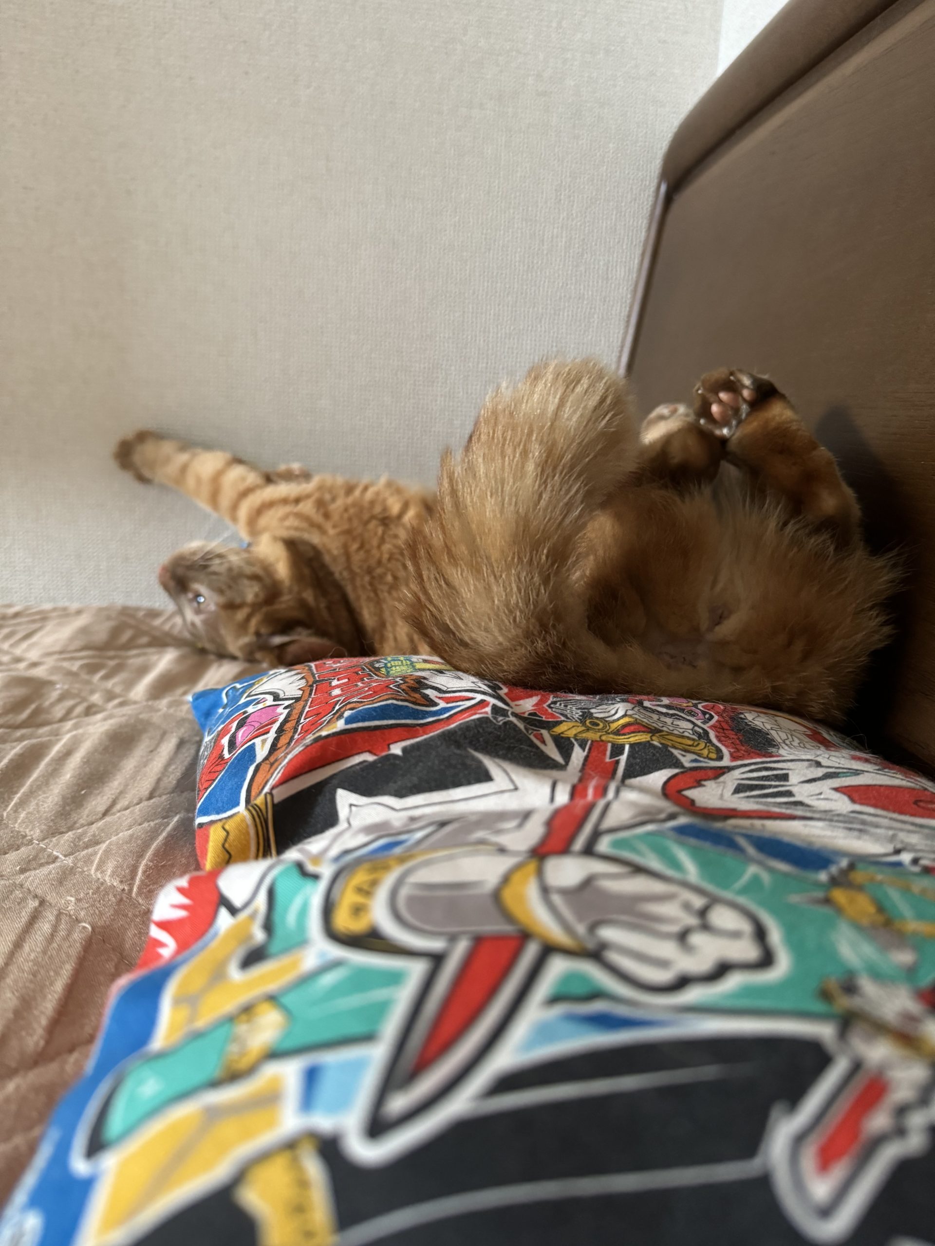 茶トラのメス（女の子）猫、おから