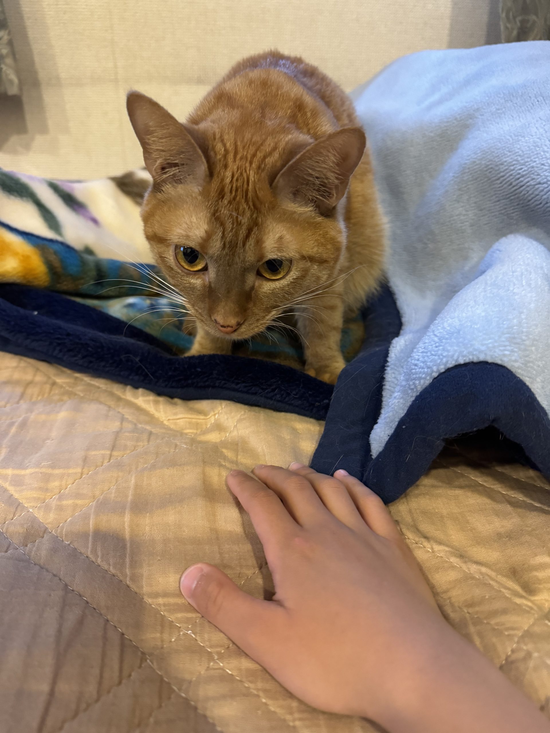 茶トラのメス（女の子）猫、おから