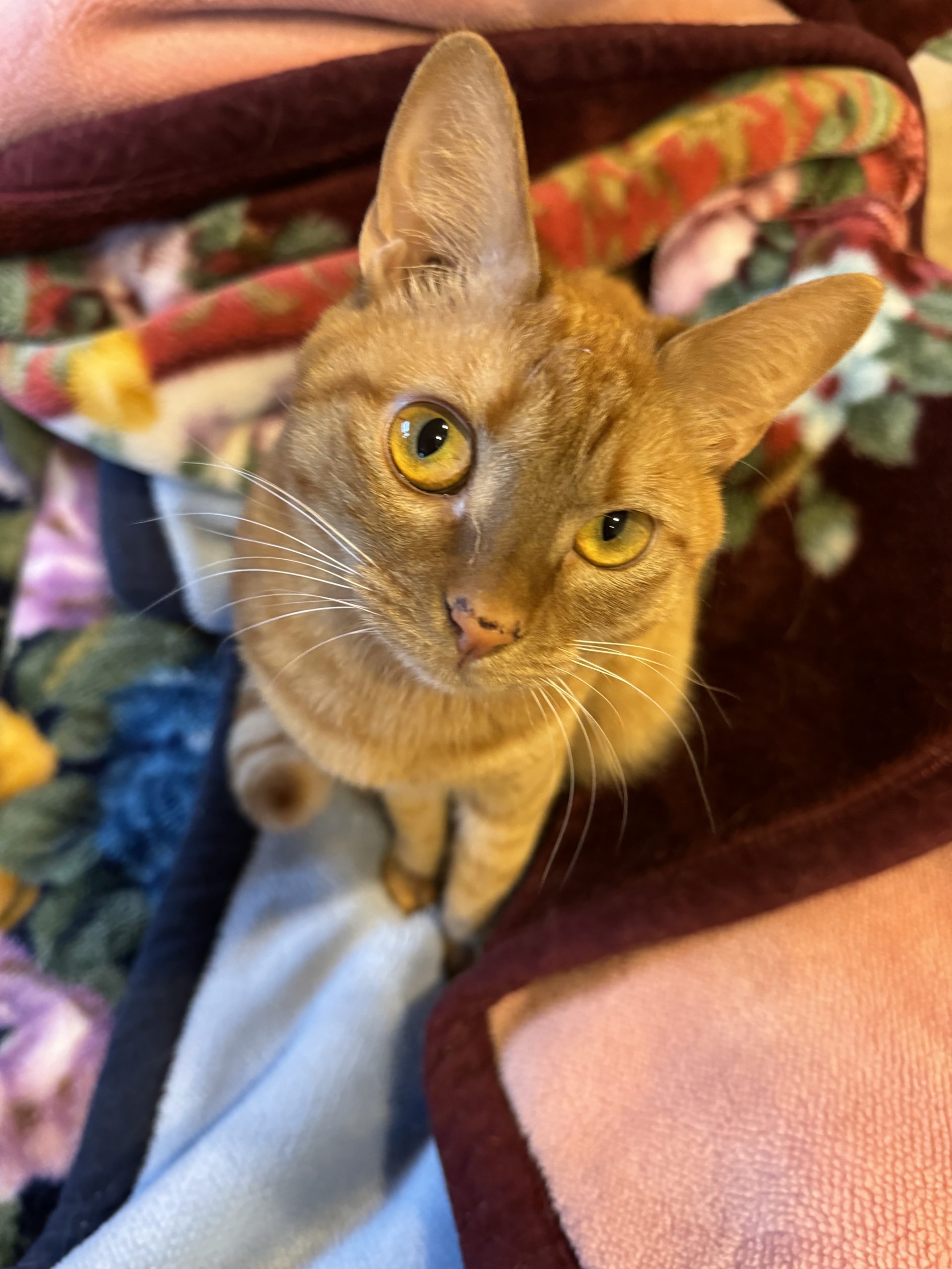 茶トラのメス（女の子）猫、おから