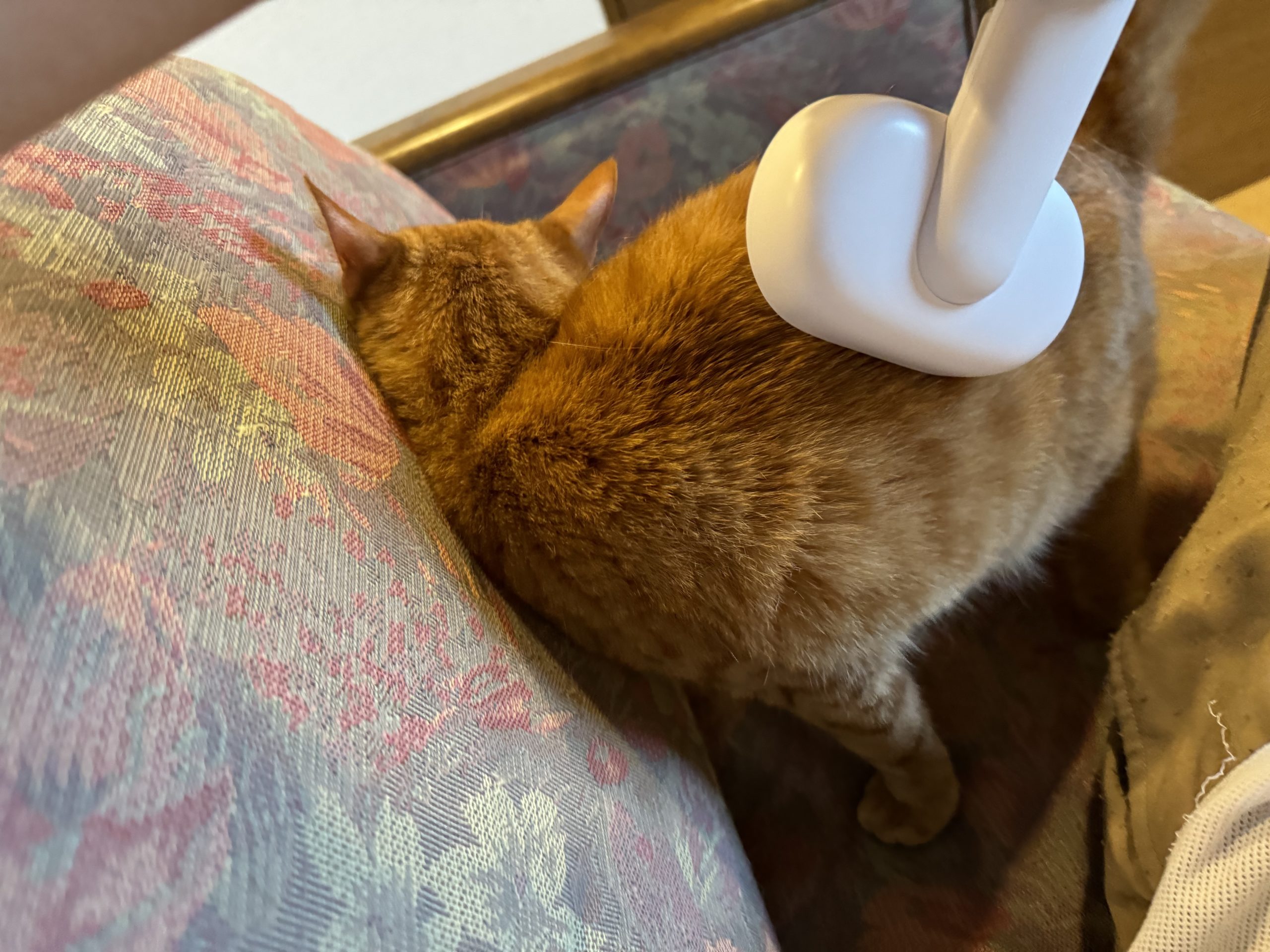 茶トラのメス（女の子）猫、おから