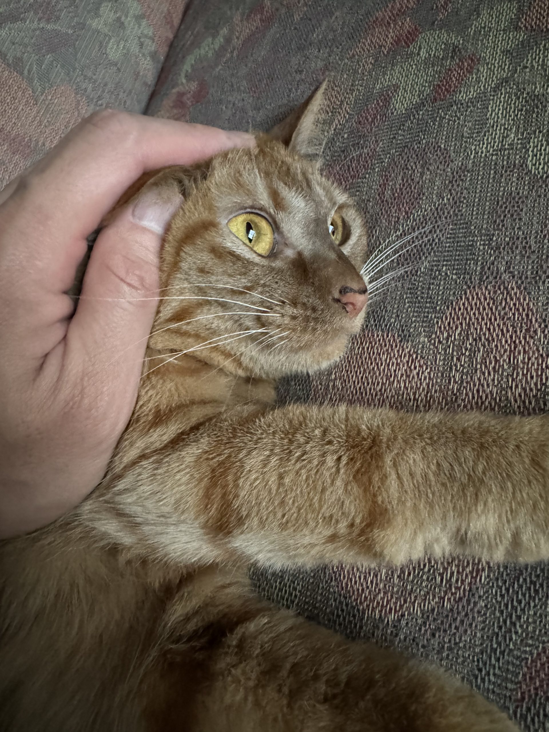 茶トラのメス（女の子）猫、おから