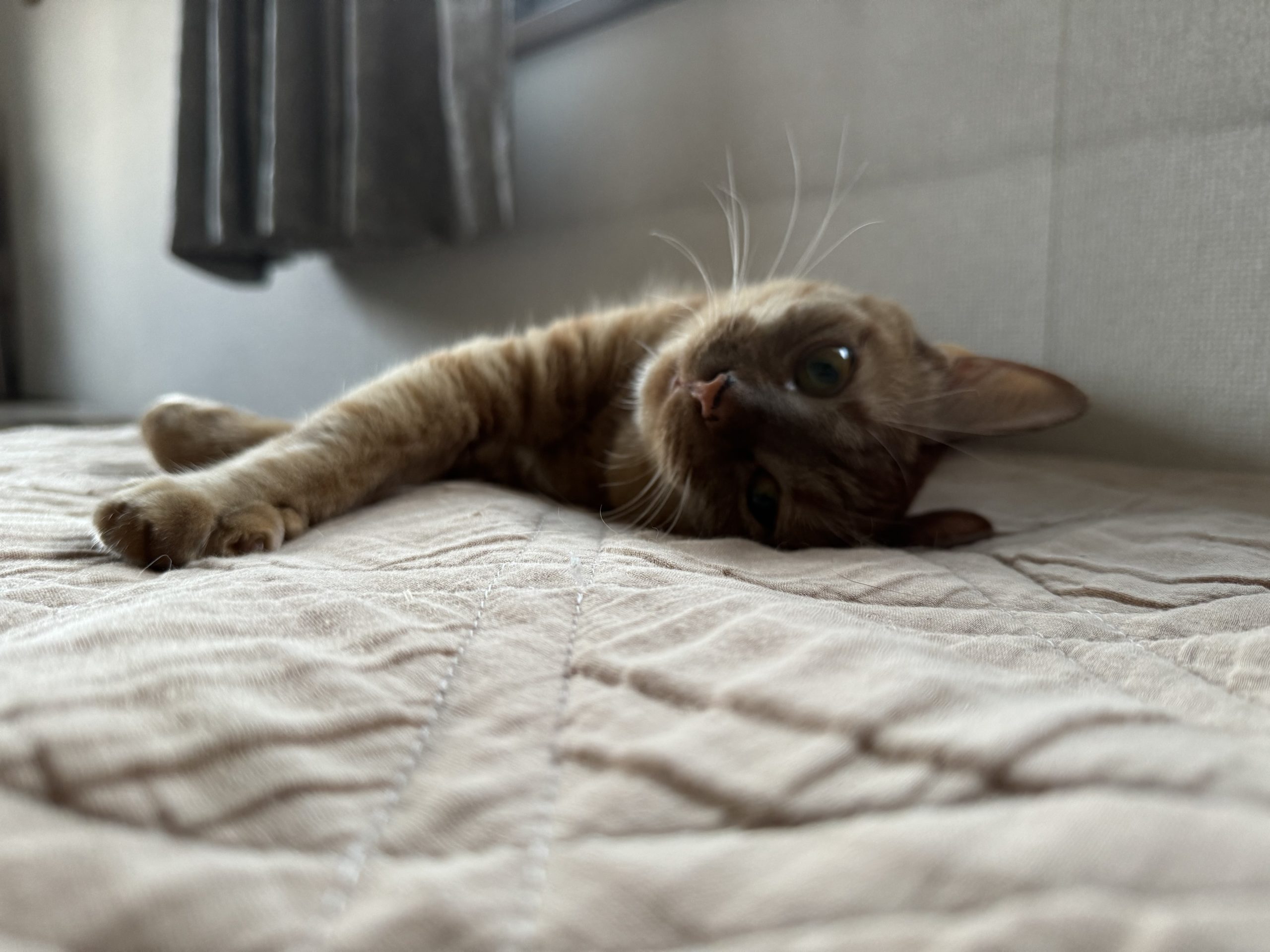 茶トラのメス（女の子）猫、おから