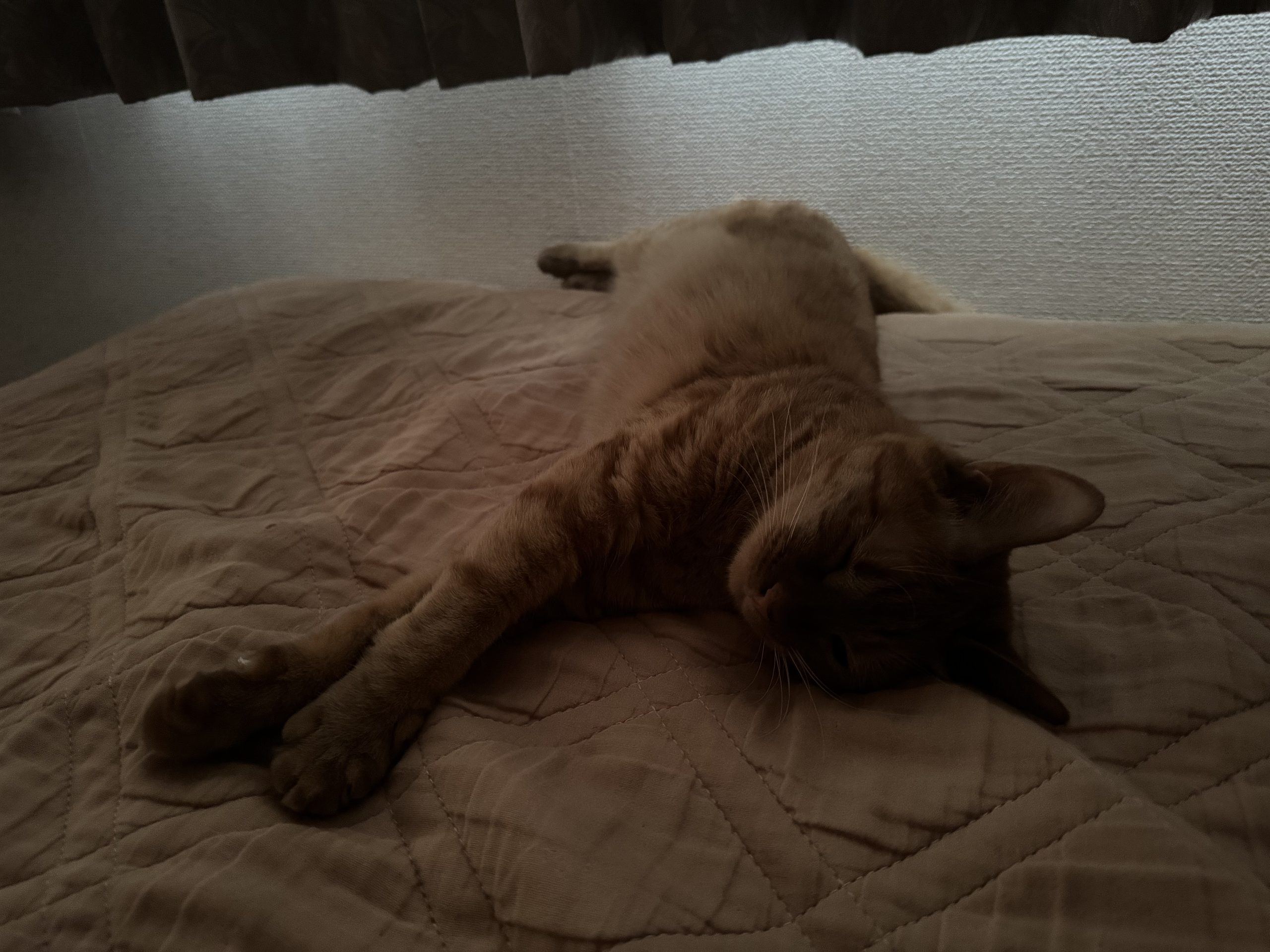 茶トラのメス（女の子）猫、おから