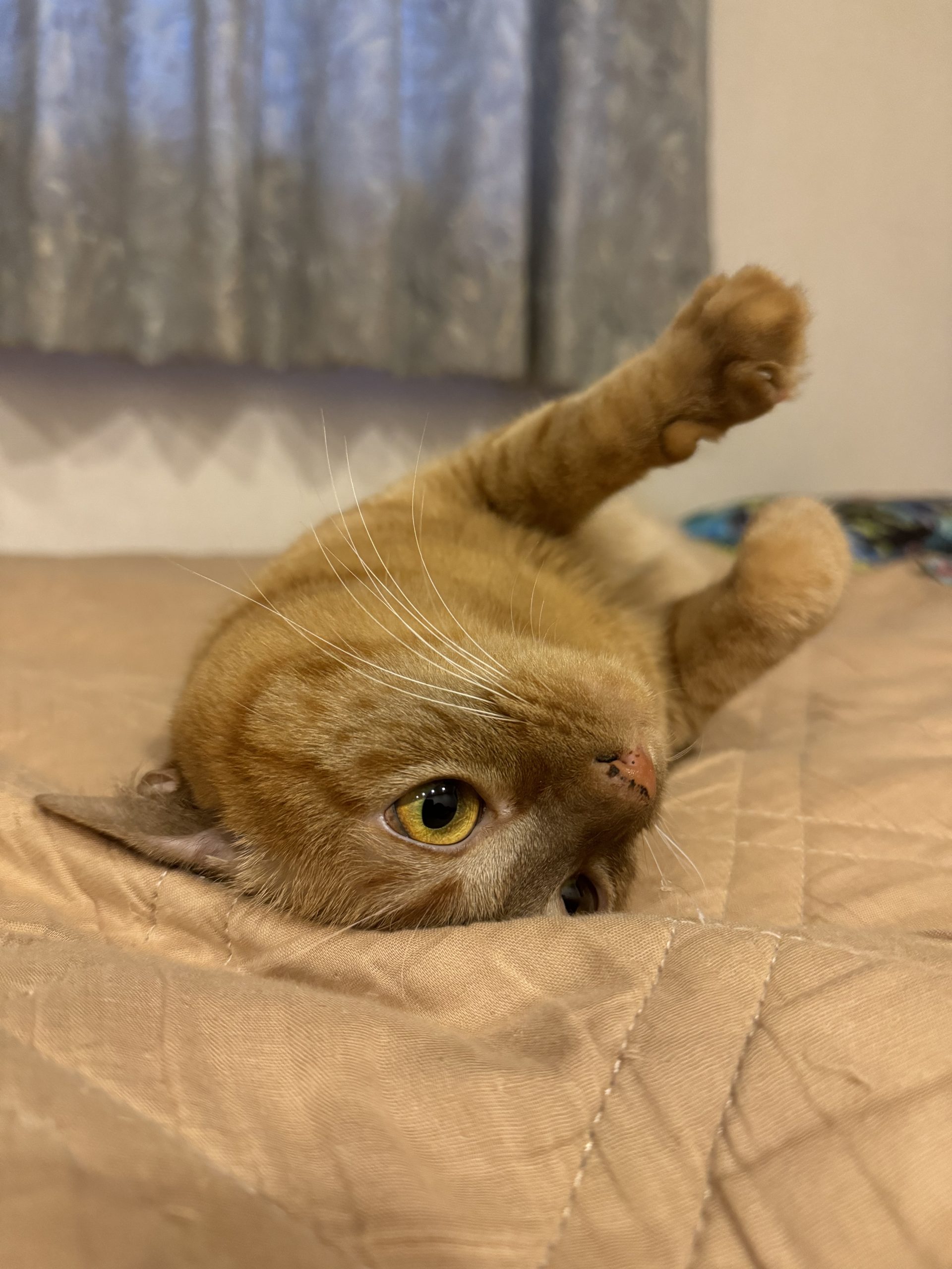 茶トラのメス（女の子）猫、おから