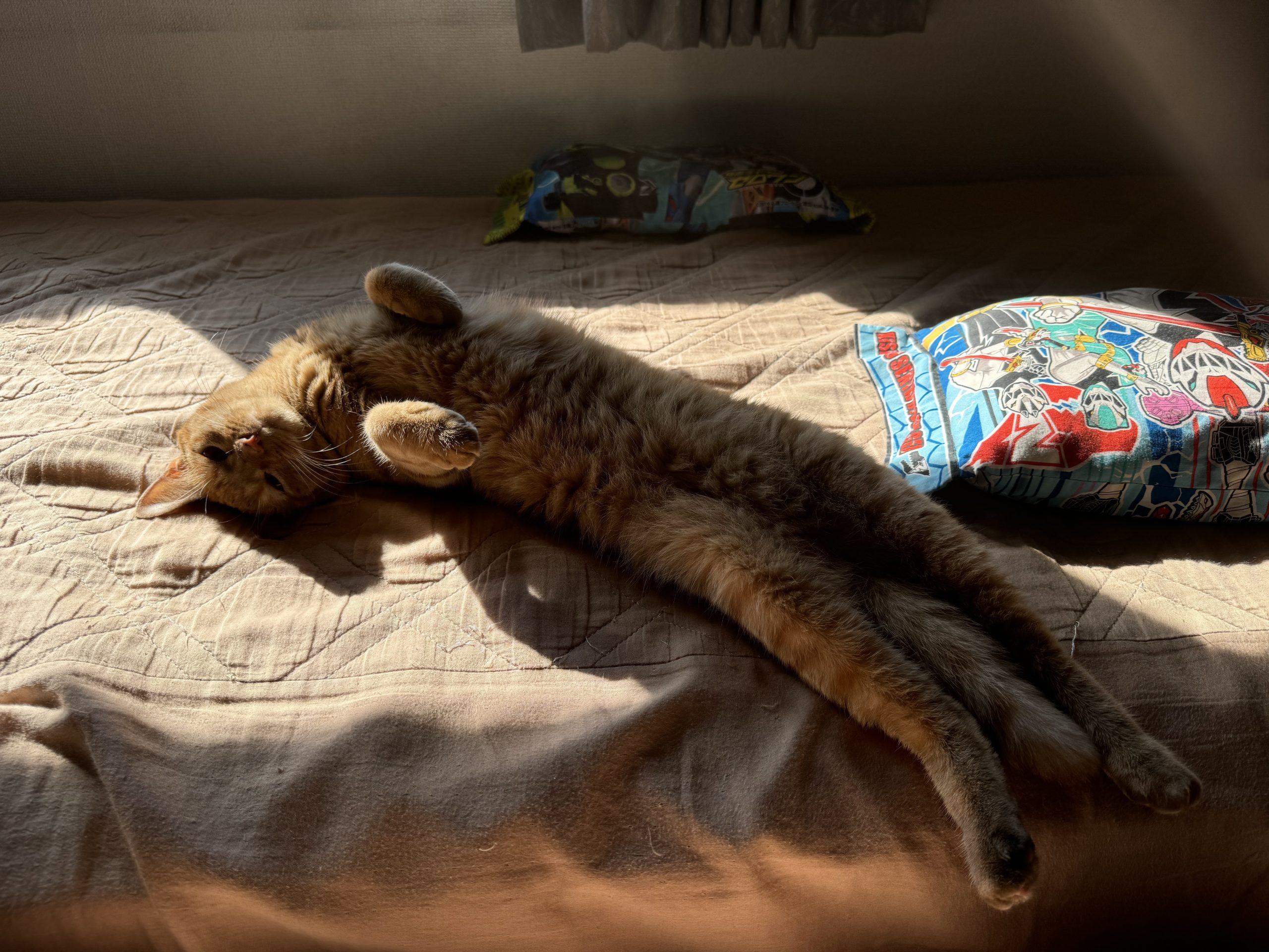 茶トラのメス（女の子）猫、おから