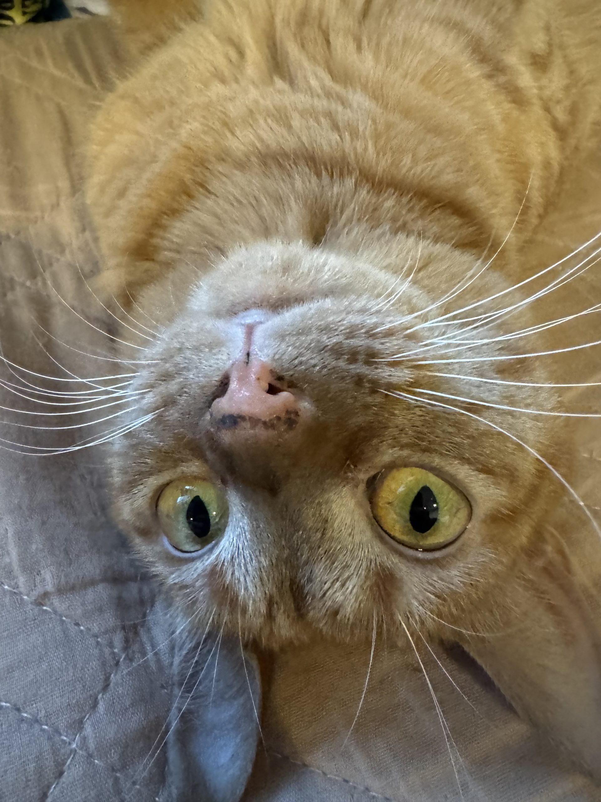 茶トラのメス（女の子）猫、おから